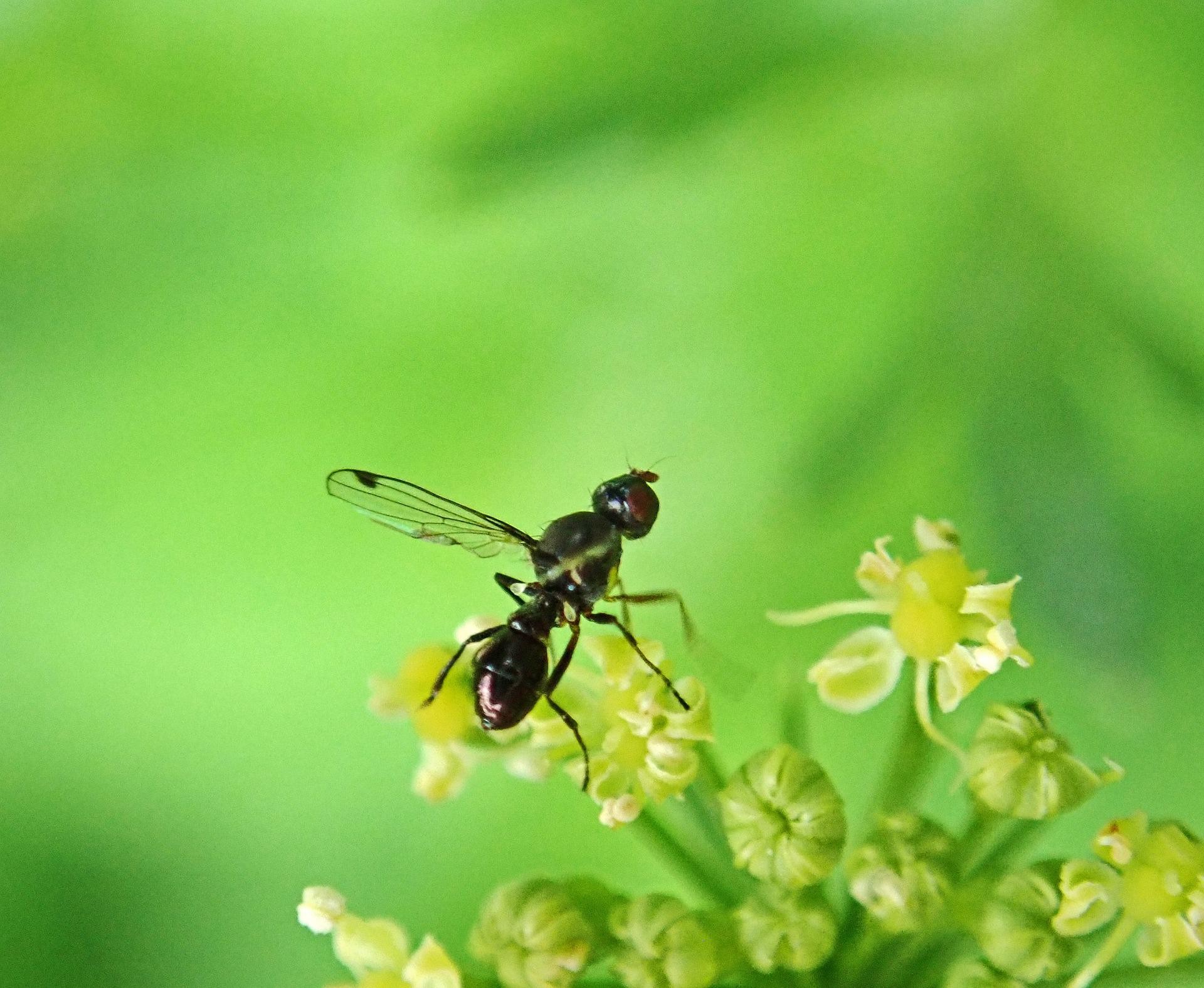 Come sbarazzarsi delle formiche con le ali in modo naturale