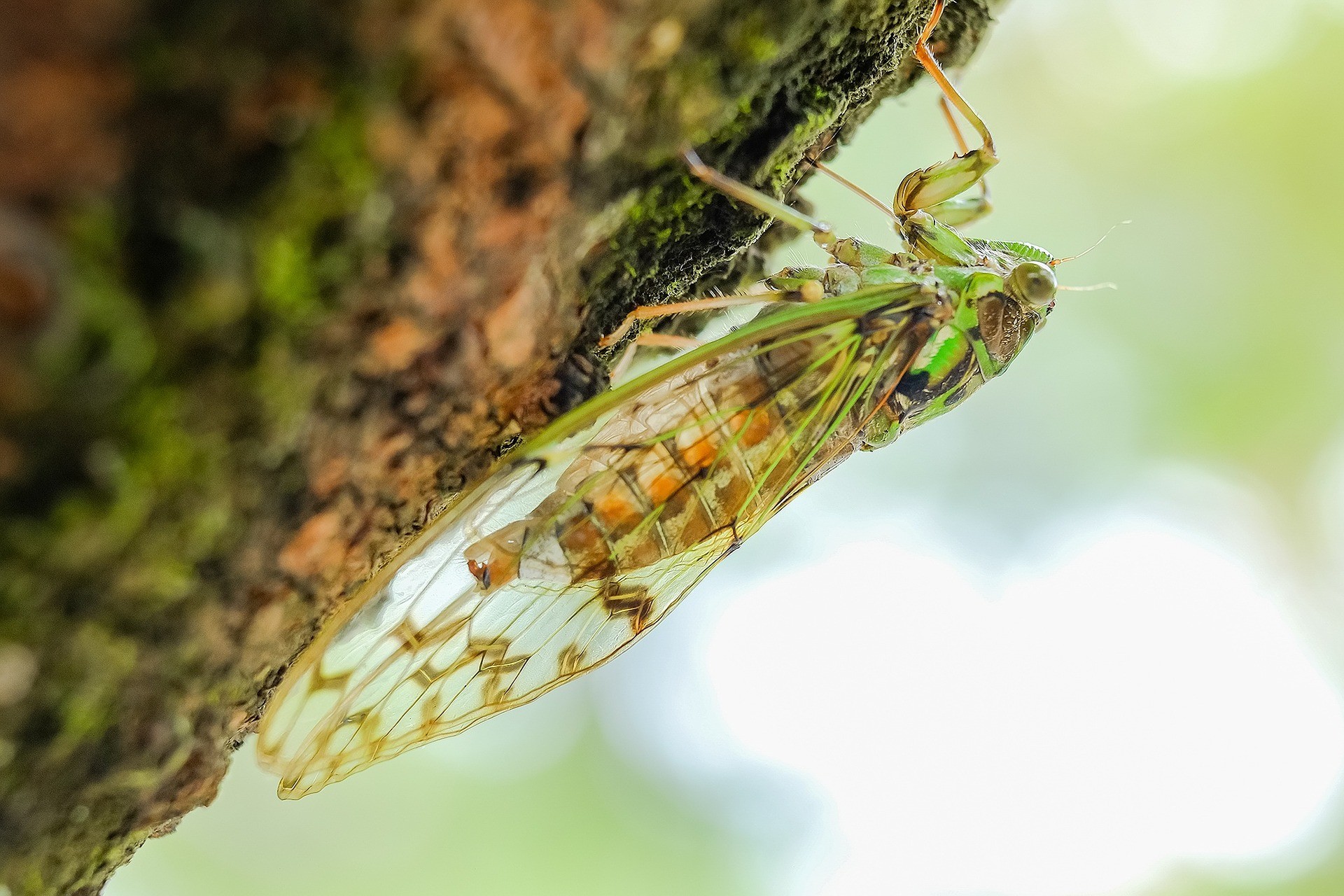 Come allontanare le cicale in modo naturale