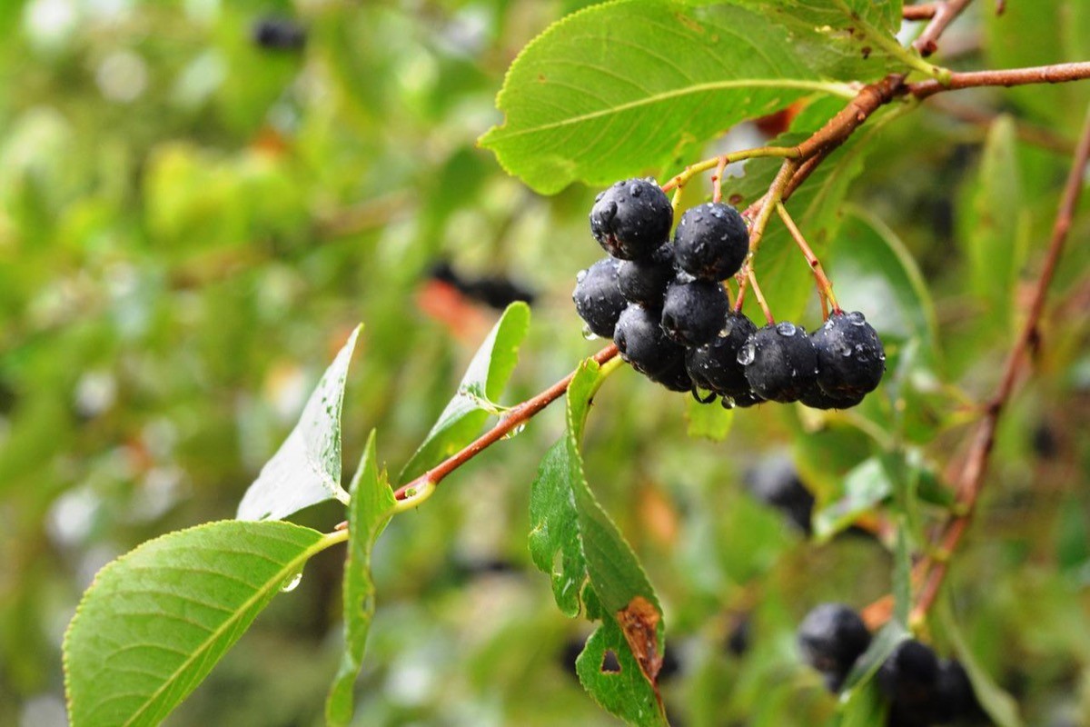 Aronia proprietà benefiche