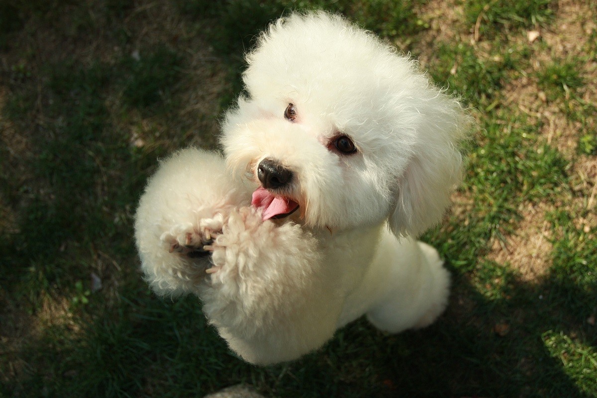 Barboncino toy, cani piccoli