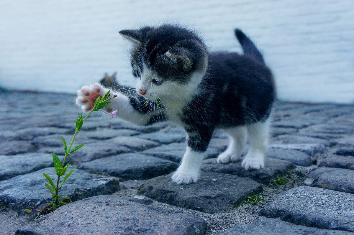 Giornata Mondiale degli Animali