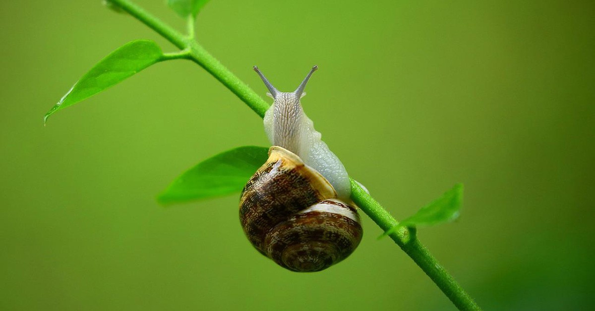 Lumache, lumaca su pianta