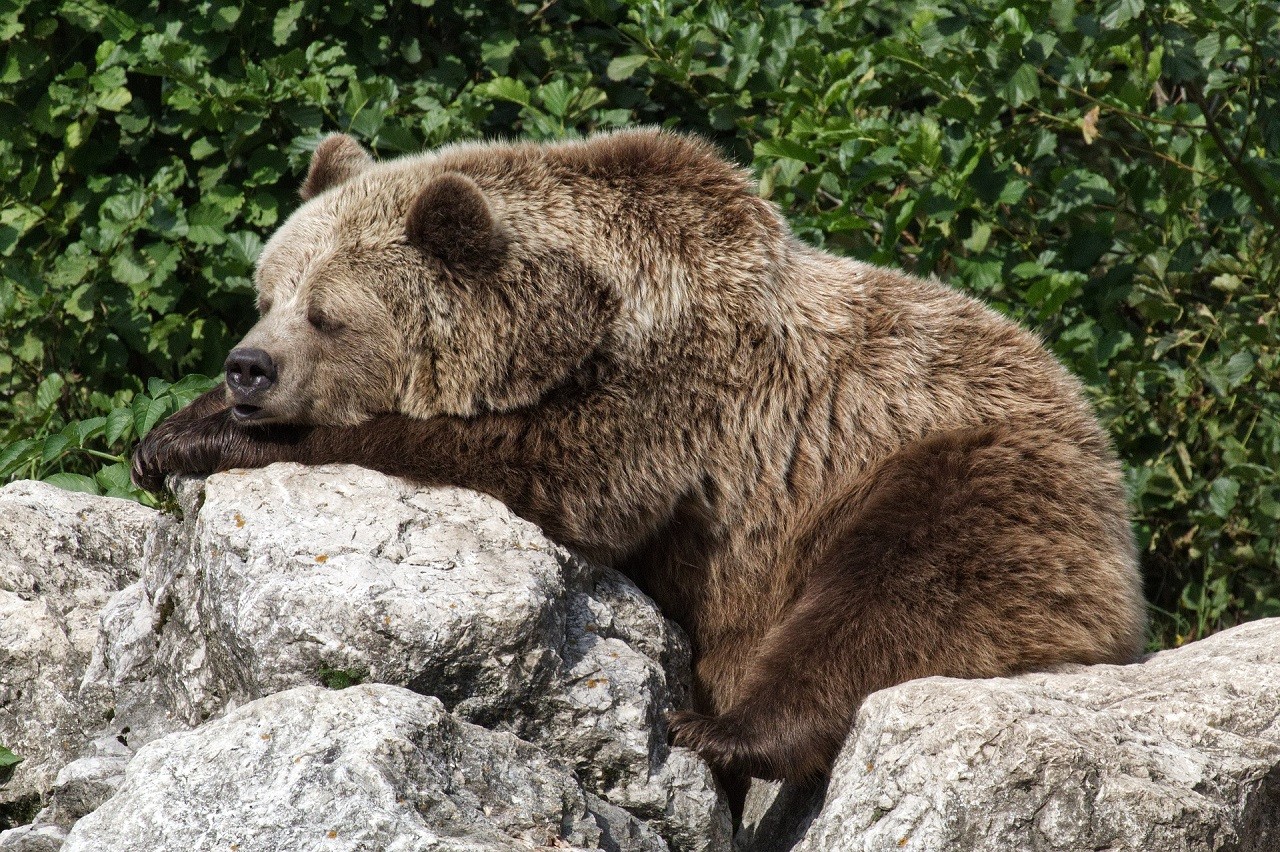 Animali che vanno in letargo: orso