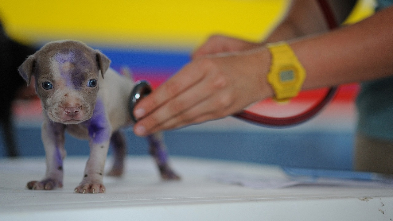 Cimurro nel cane