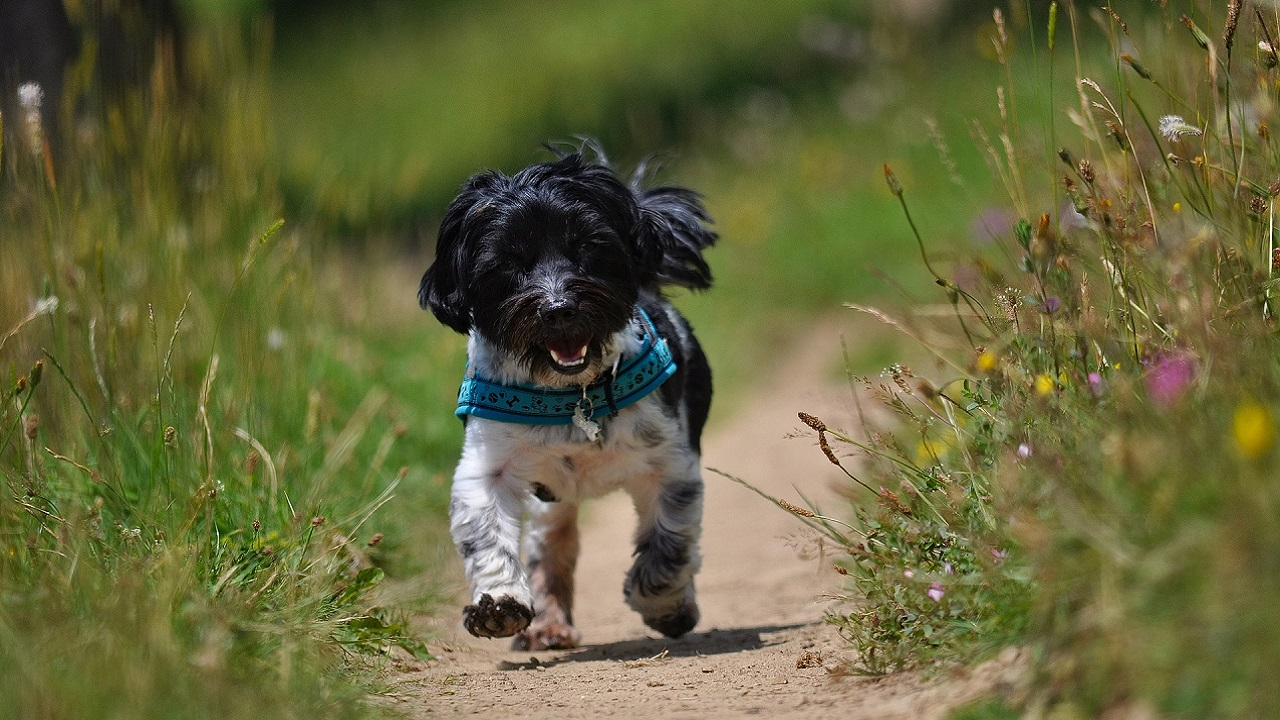 Dermatofitosi nel cane