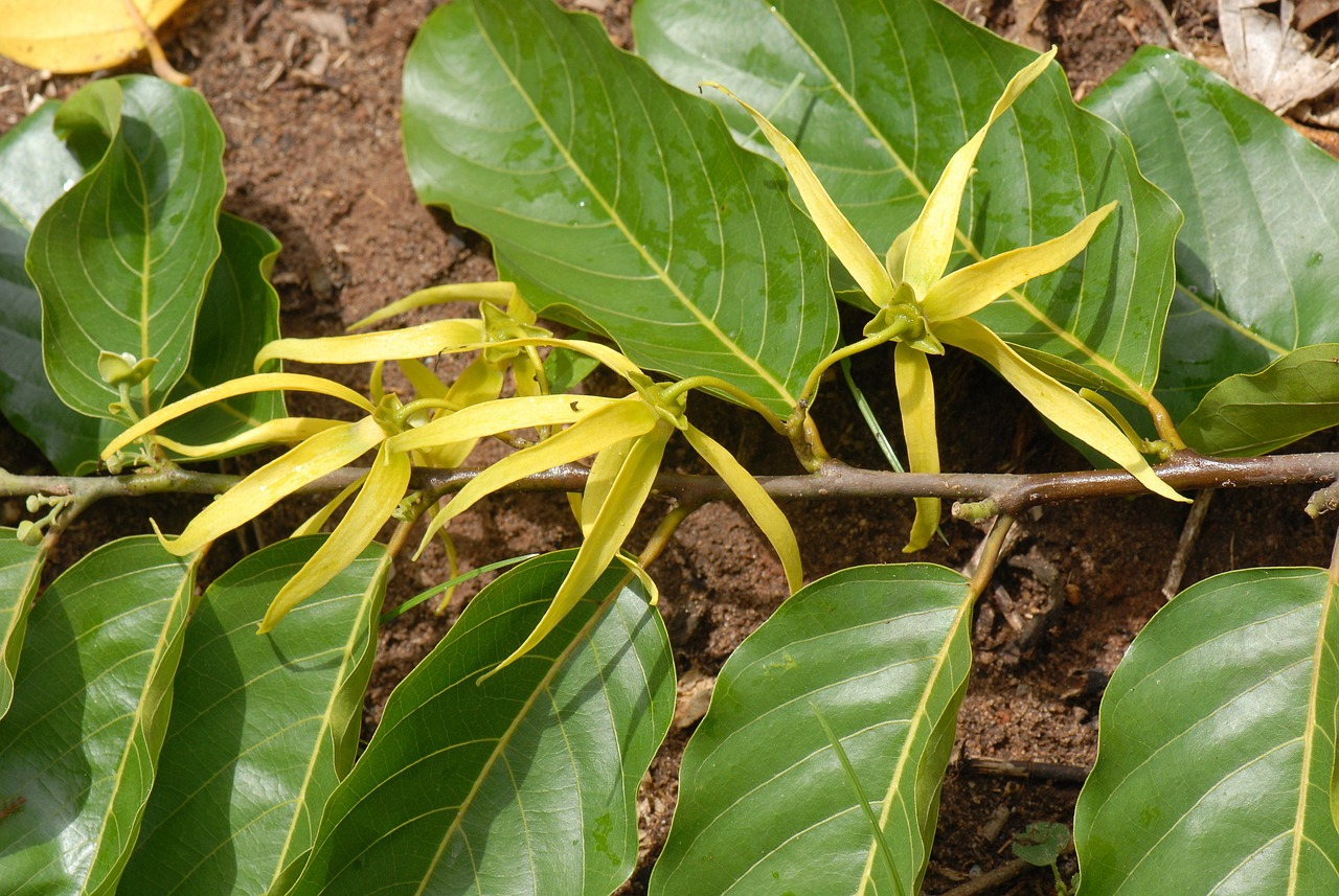 Ylang ylang: proprietà della pianta e uso in aromaterapia