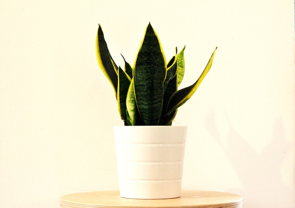 Come curare Sansevieria