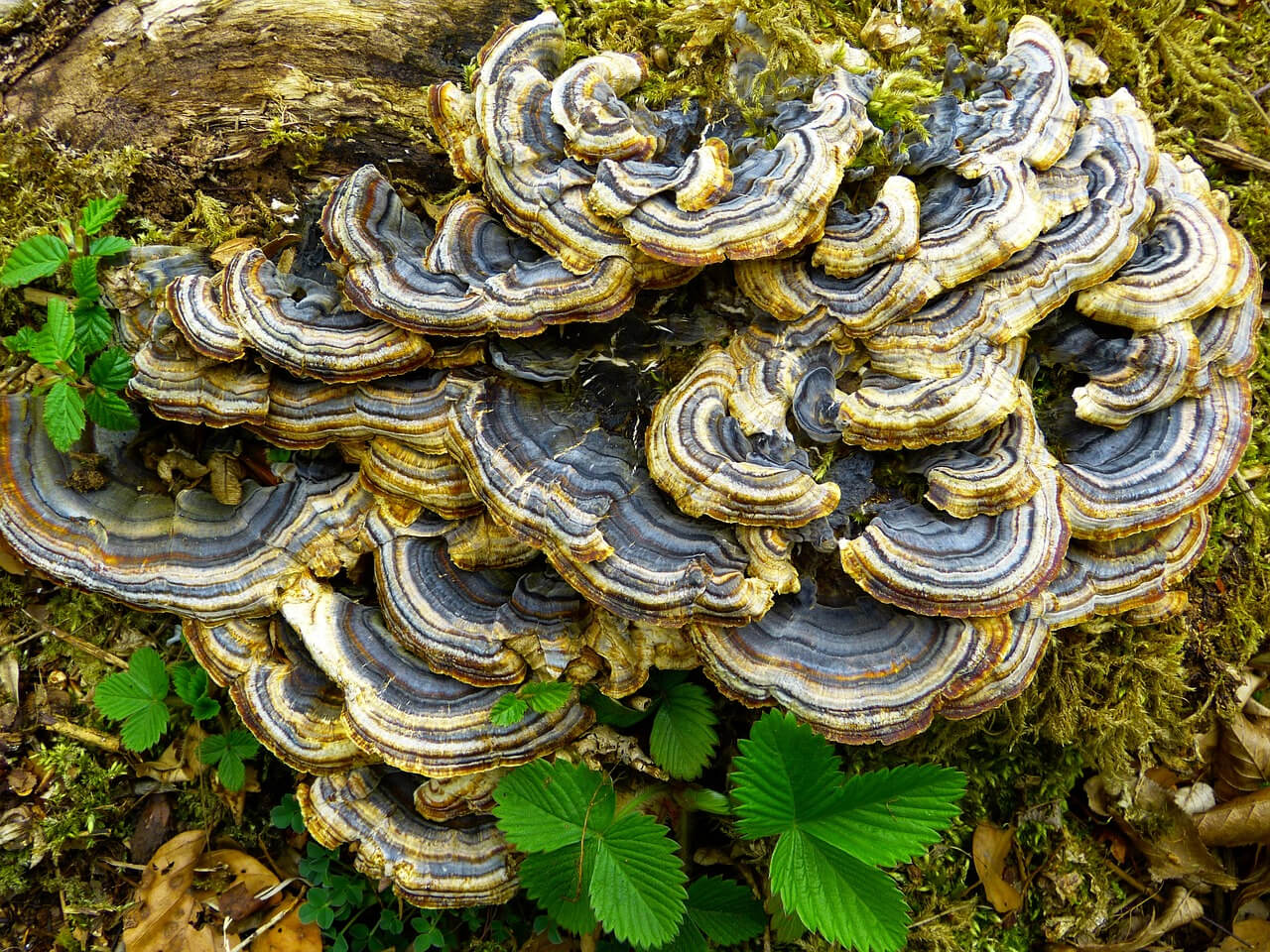 Coriolus versicolor: proprietà e controindicazioni