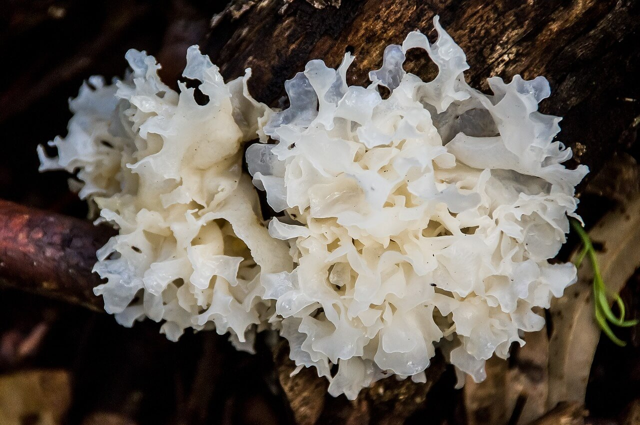 fungo tremella