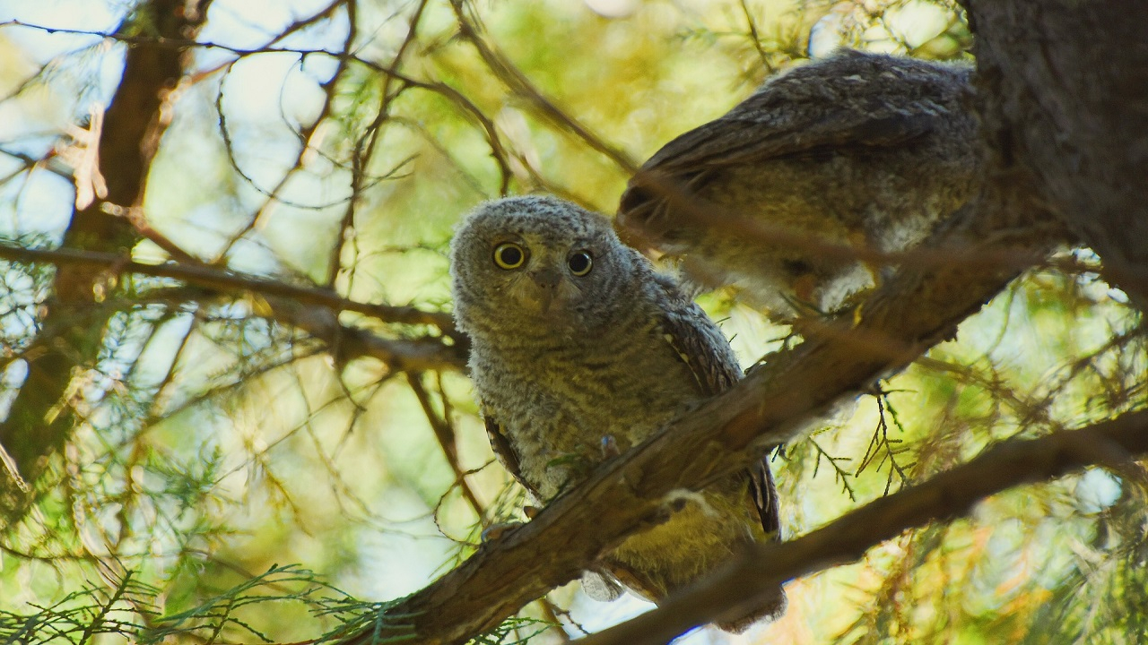 Giornata Mondiale della fauna selvatica