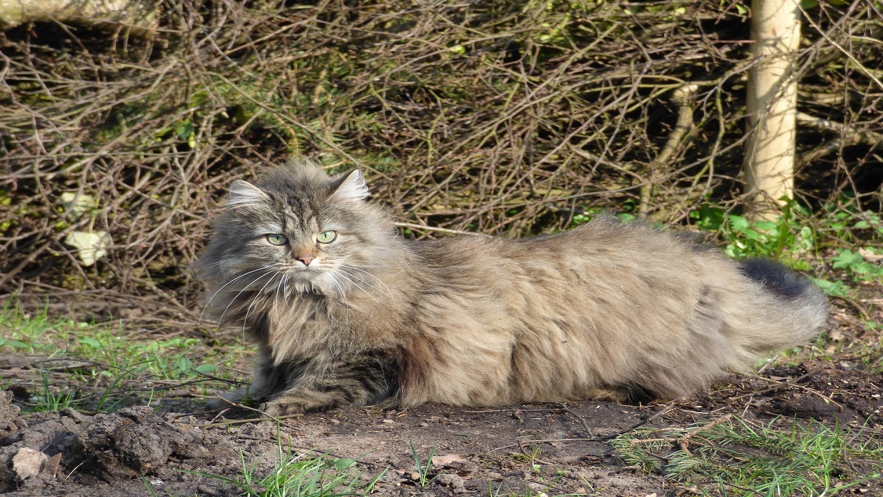 Gatto norvegese delle foreste, malattie