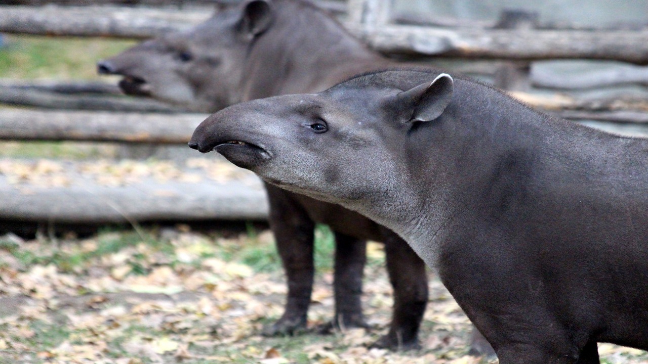 Giornata Mondiale tapiro