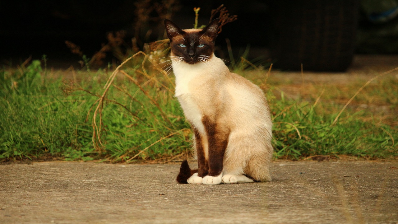 Malattie gatto Siamese