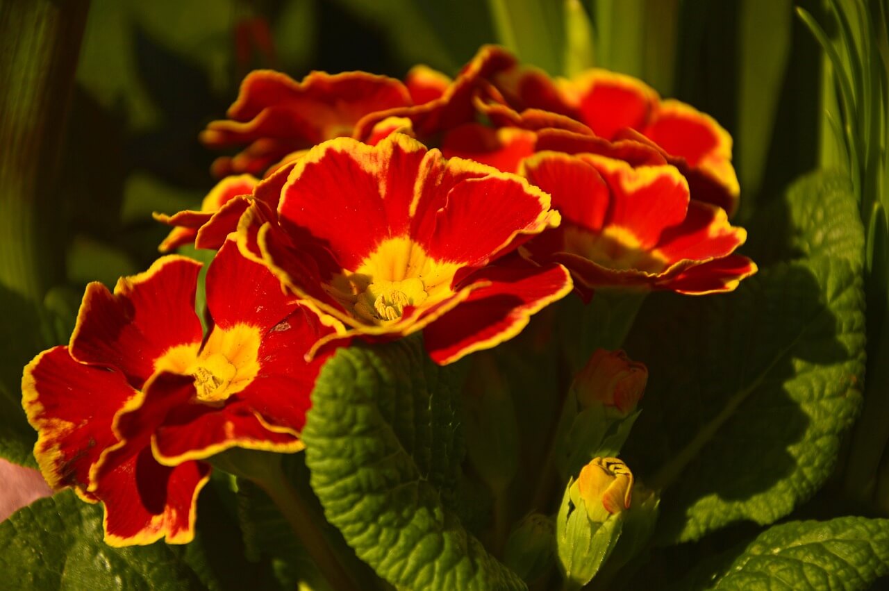 primula rossa significato fiore