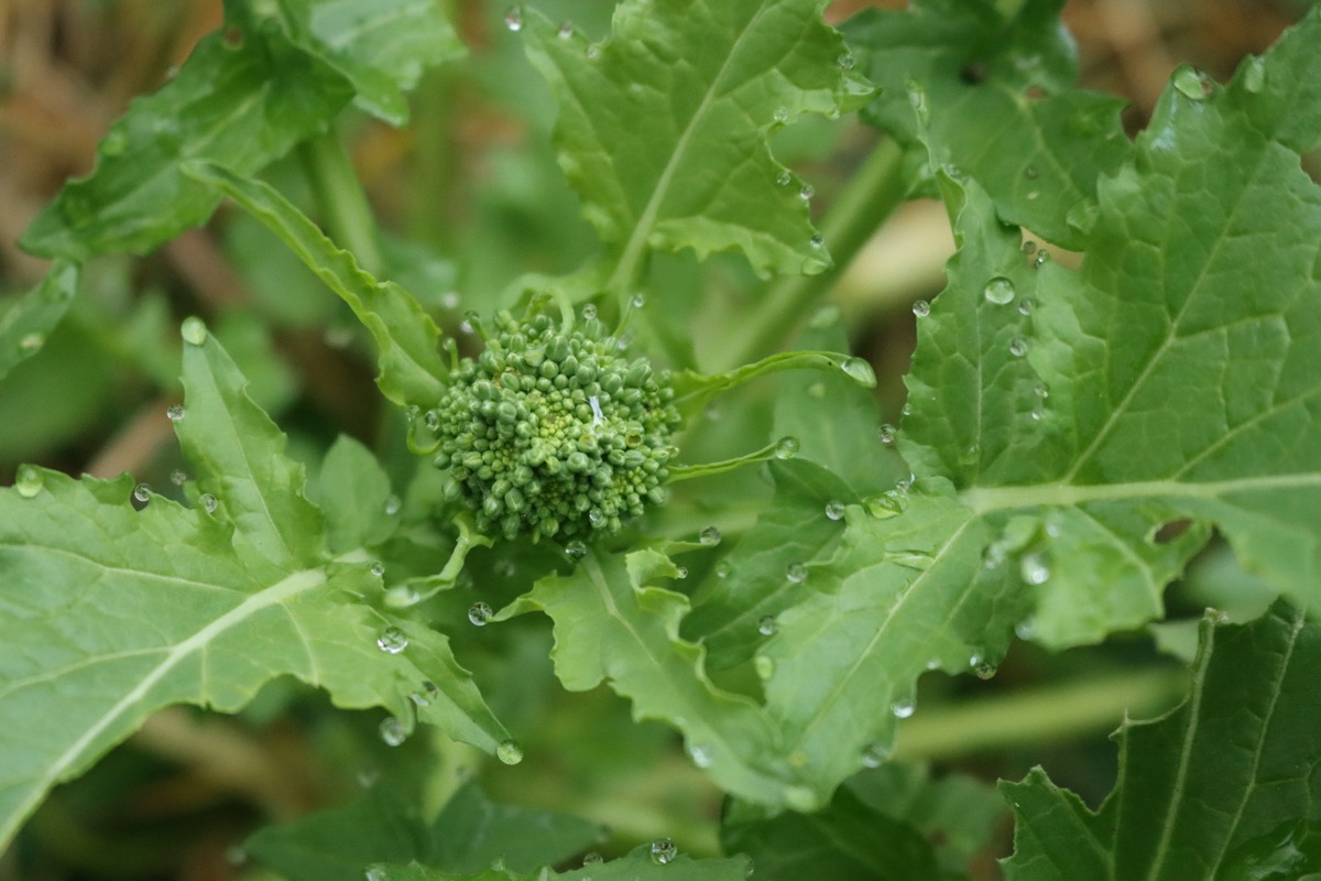 Cime rapa cura