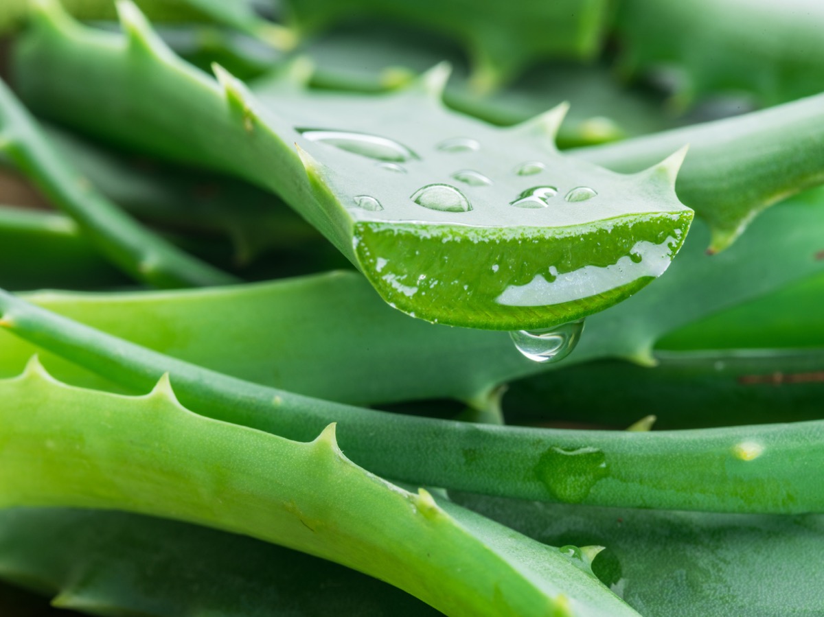 Aloe vera controindicazioni