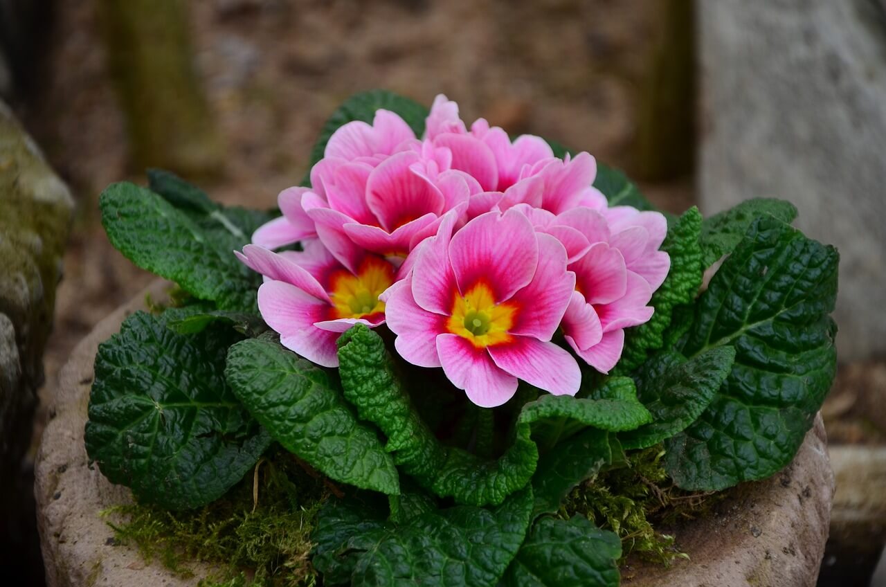 piante con fiorellini rosa