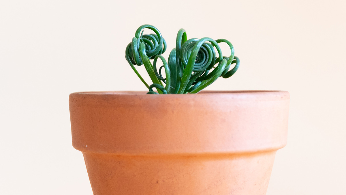 Albuca spiralis