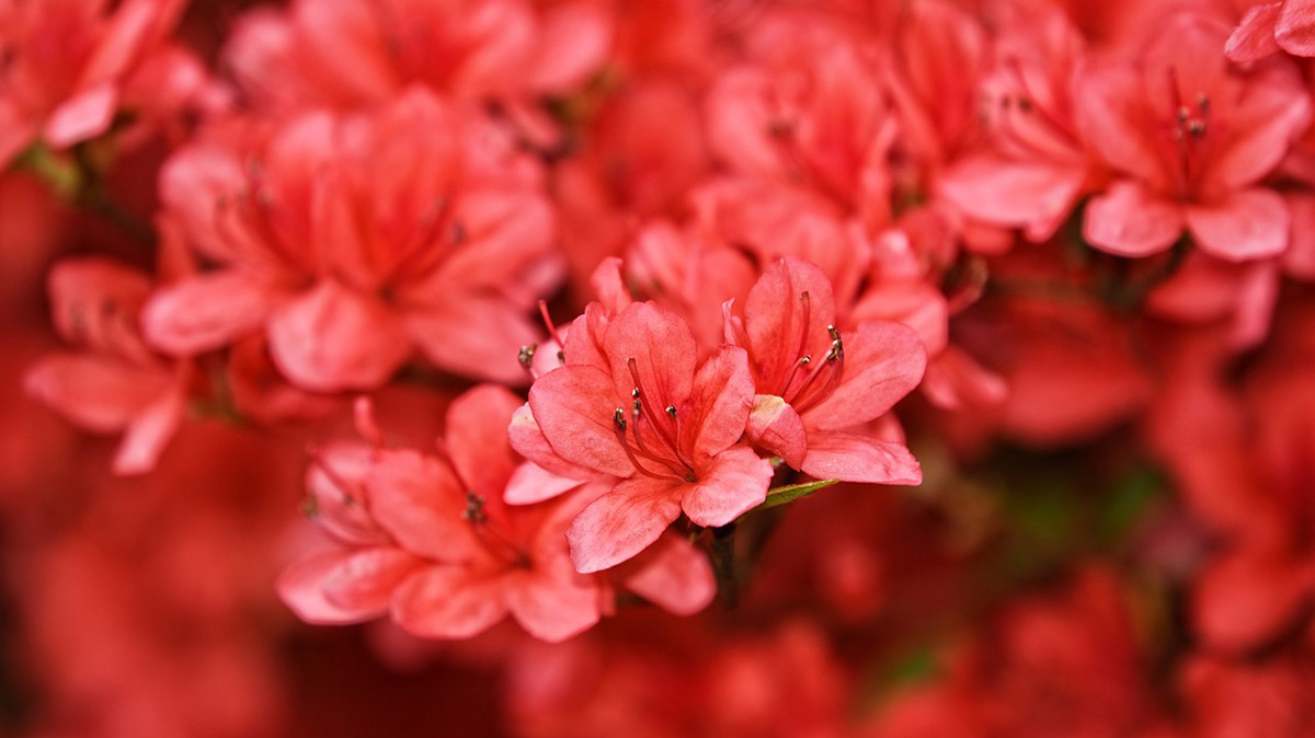 Azalea, piante acidofile