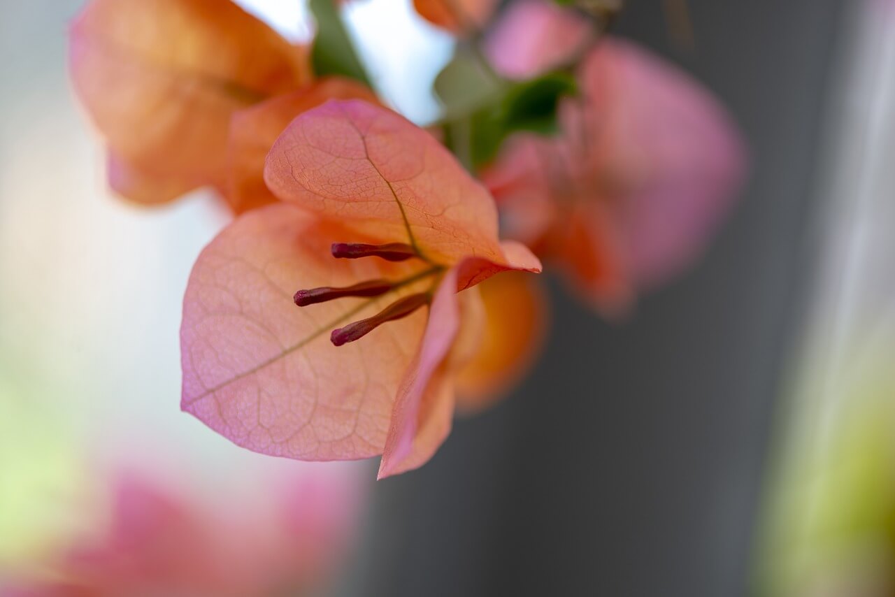 bougainville