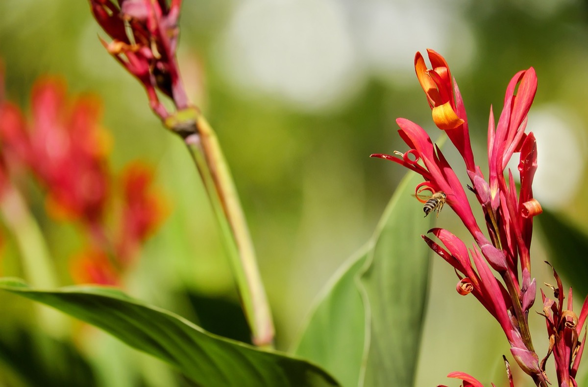 Canna indica coltivazione