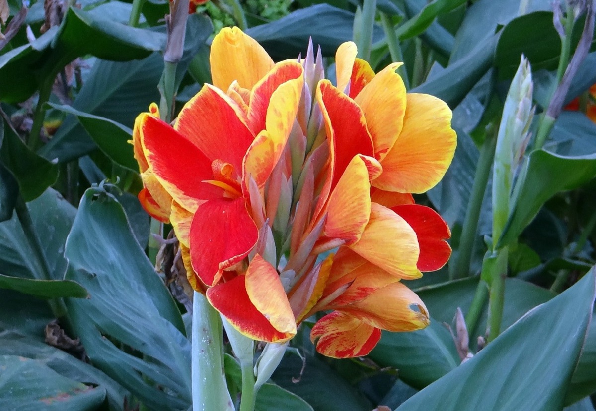 Canna indica vaso