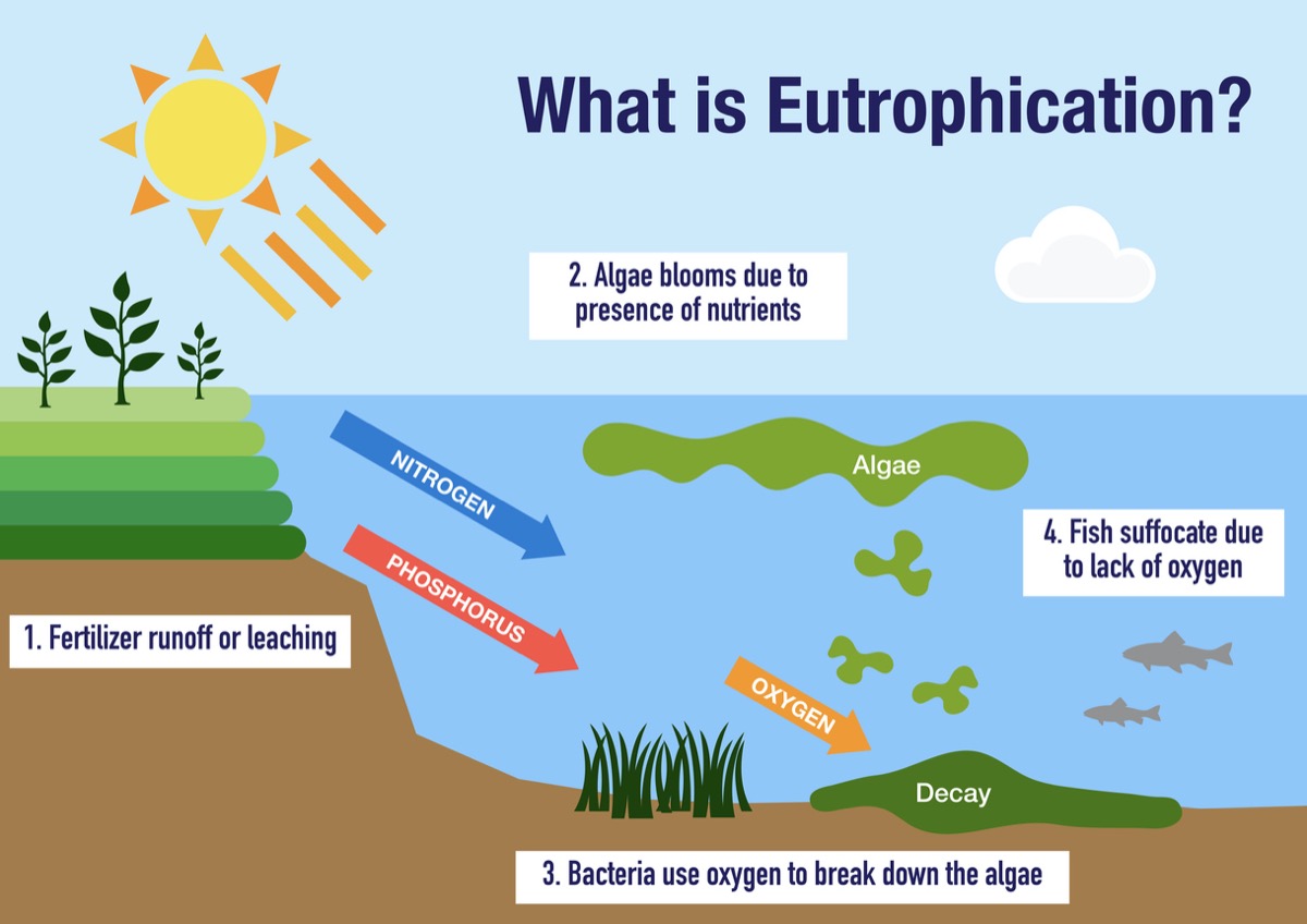 Eutrofizzazione delle acque