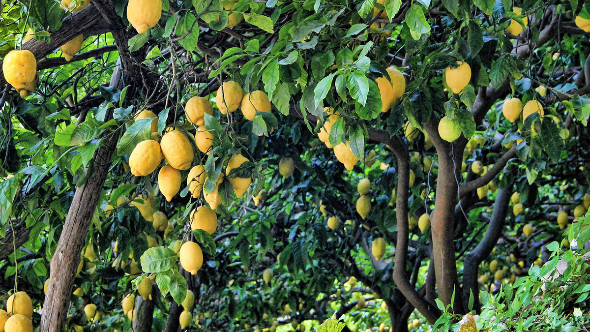 Pianta del limone, succhioni del limone