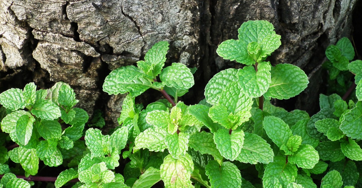 Riconoscere menta velenosa