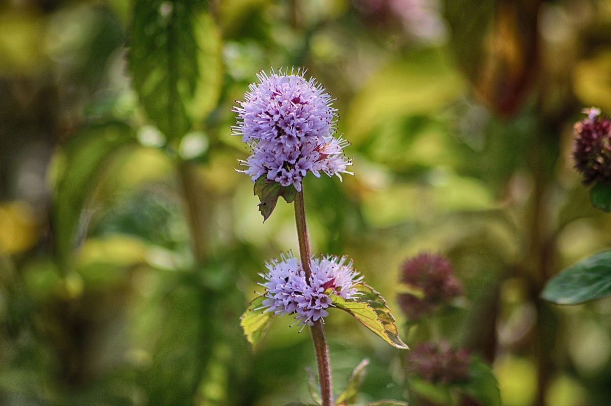 Menta acquatica coltivazione