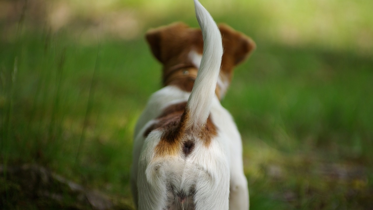 posizione coda cane