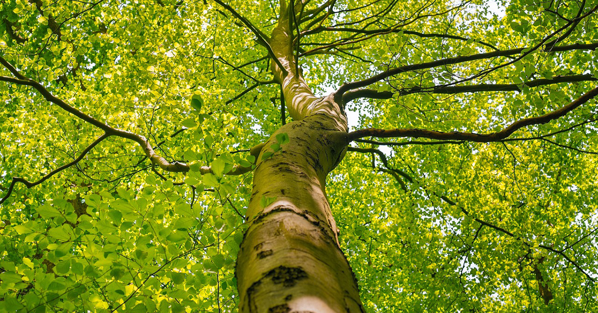 Albero, tree climbing