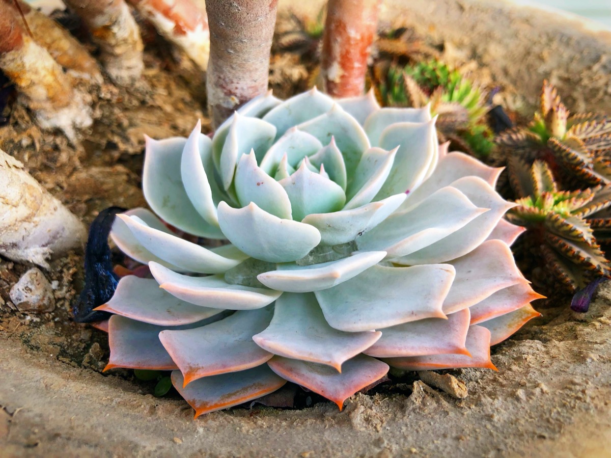 Echeveria cura coltivazione