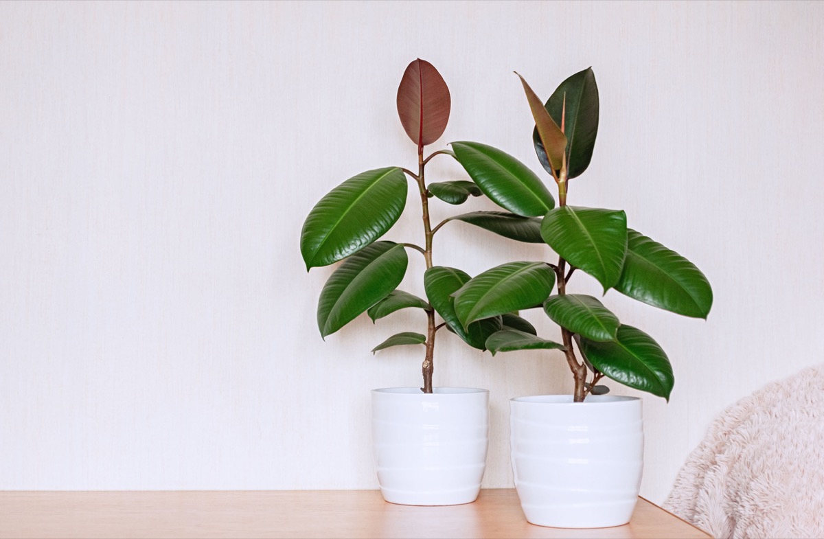 Ficus elastica coltivazione