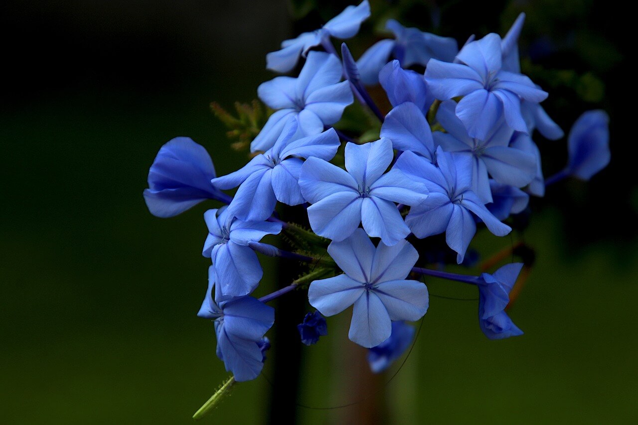 fiori rampicanti perenni resistenti al freddo