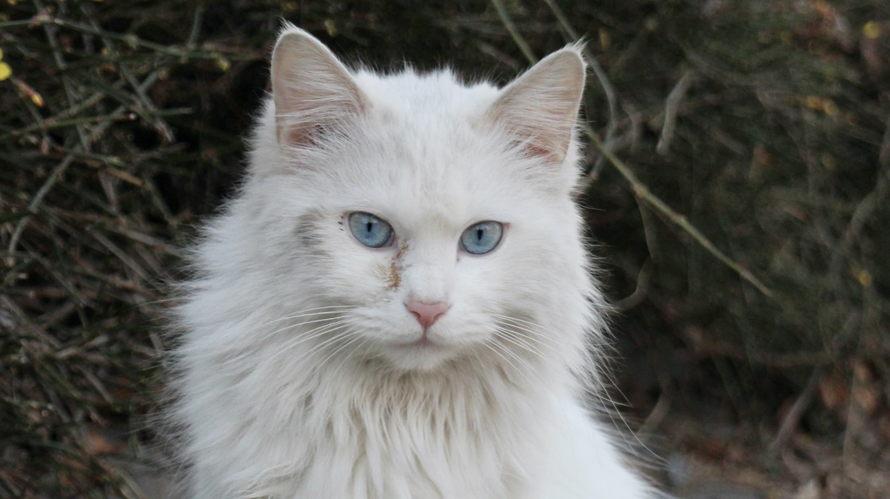 gatto angora turco bianco