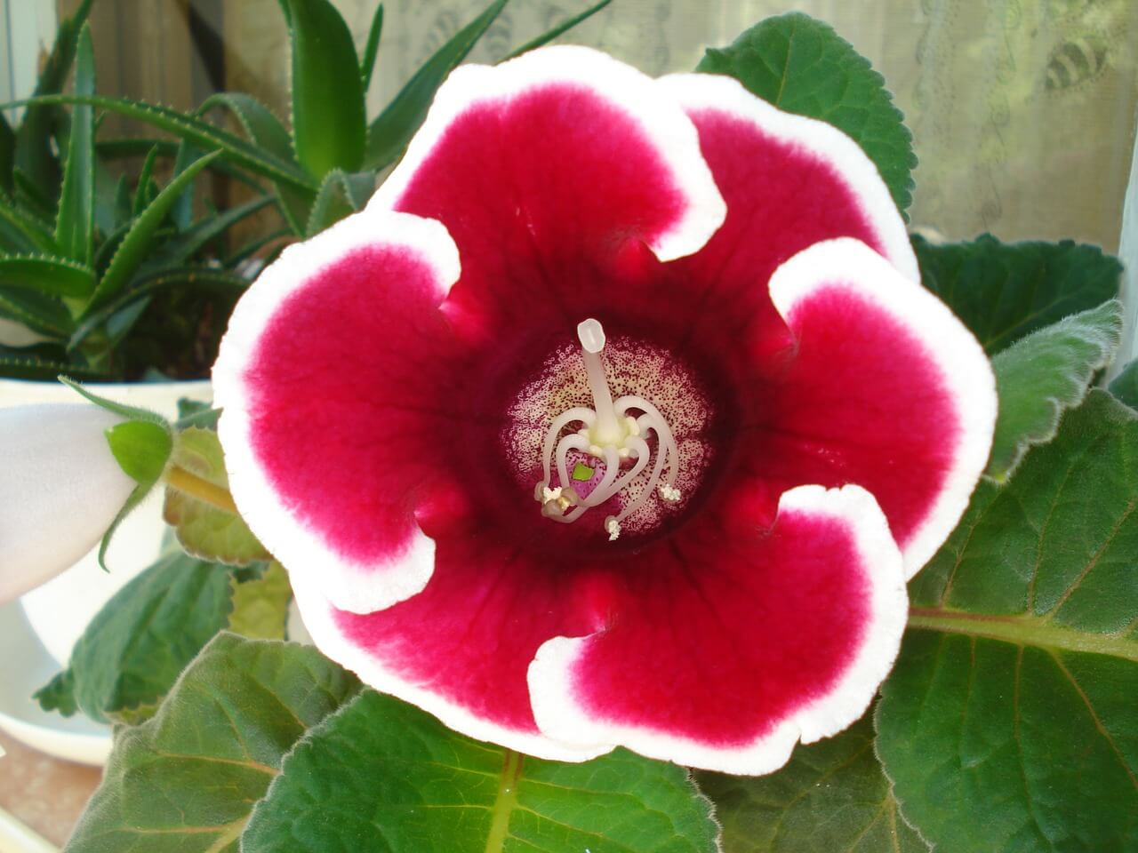 gloxinia coltivazione cura