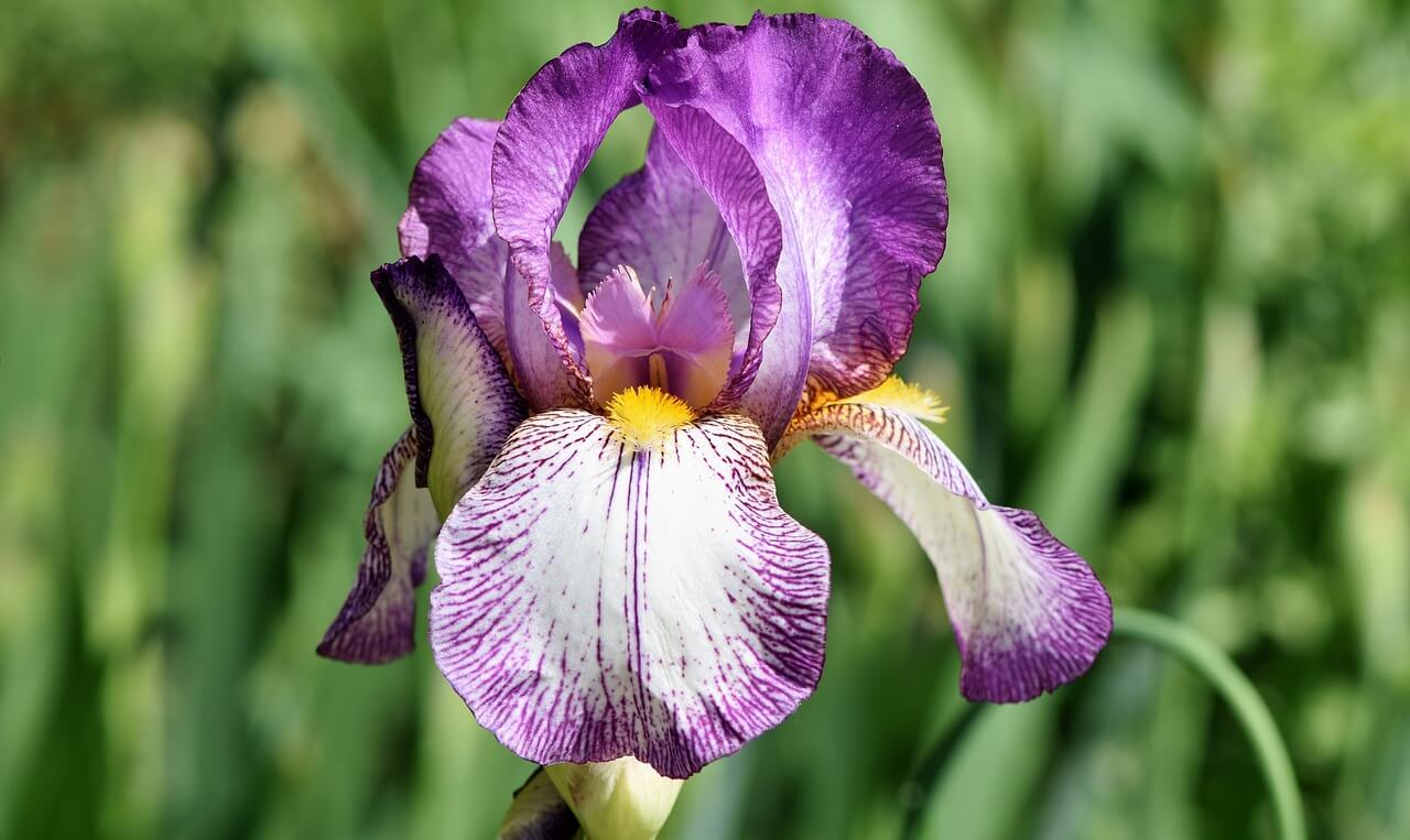 iris pianta