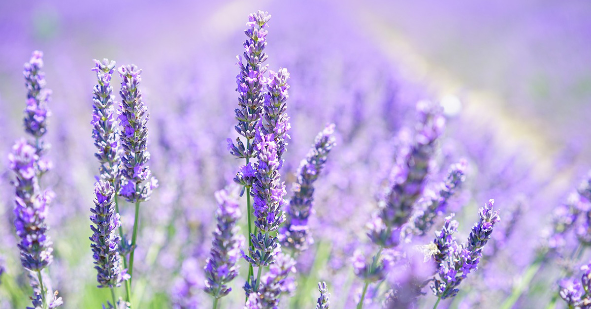 Lavanda, fiori utili per l'orto