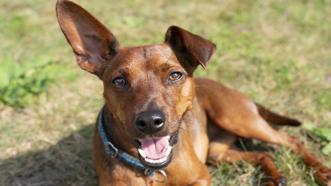 pinscher carattere difetti