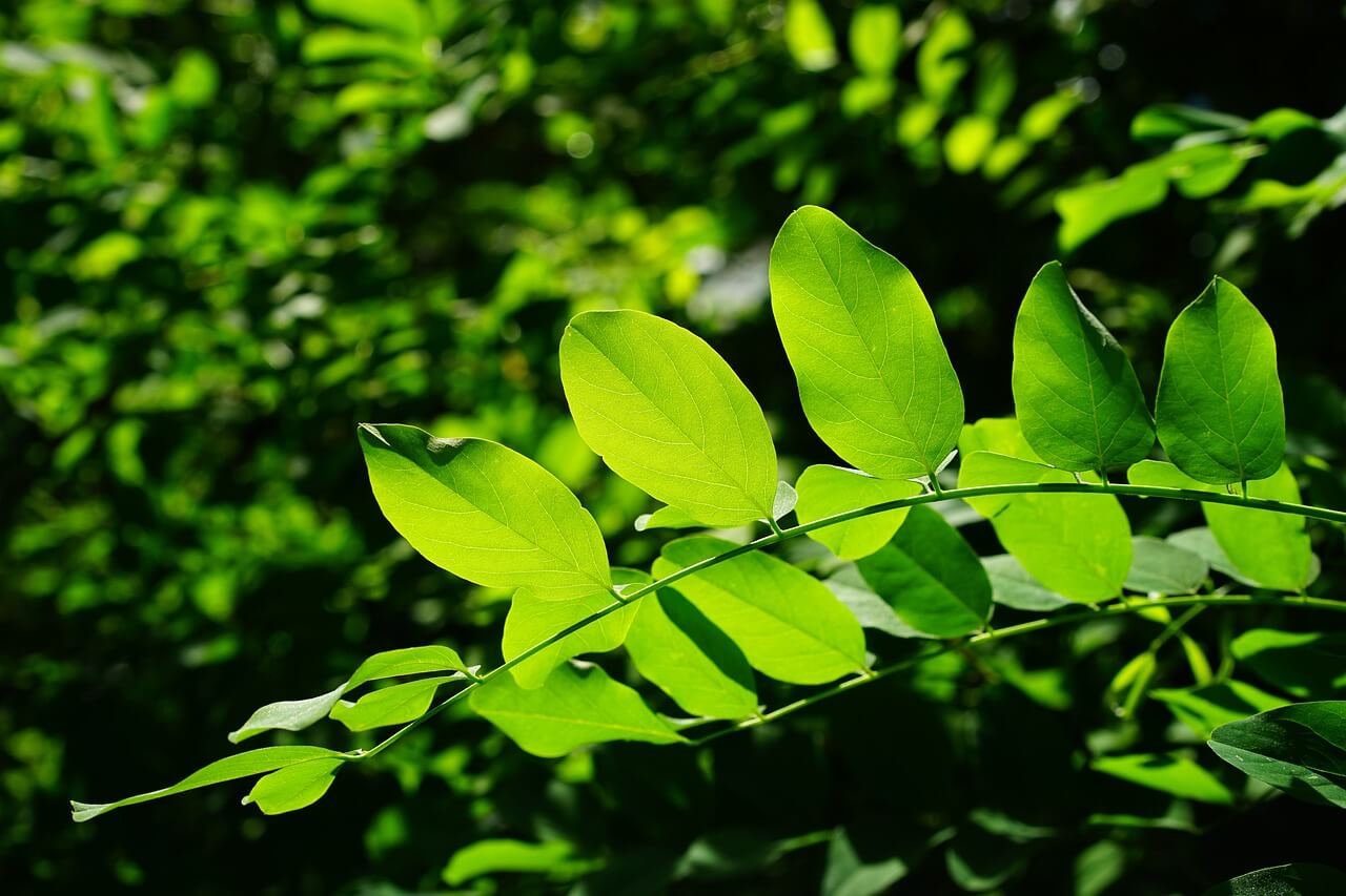 Robinia caratteristiche