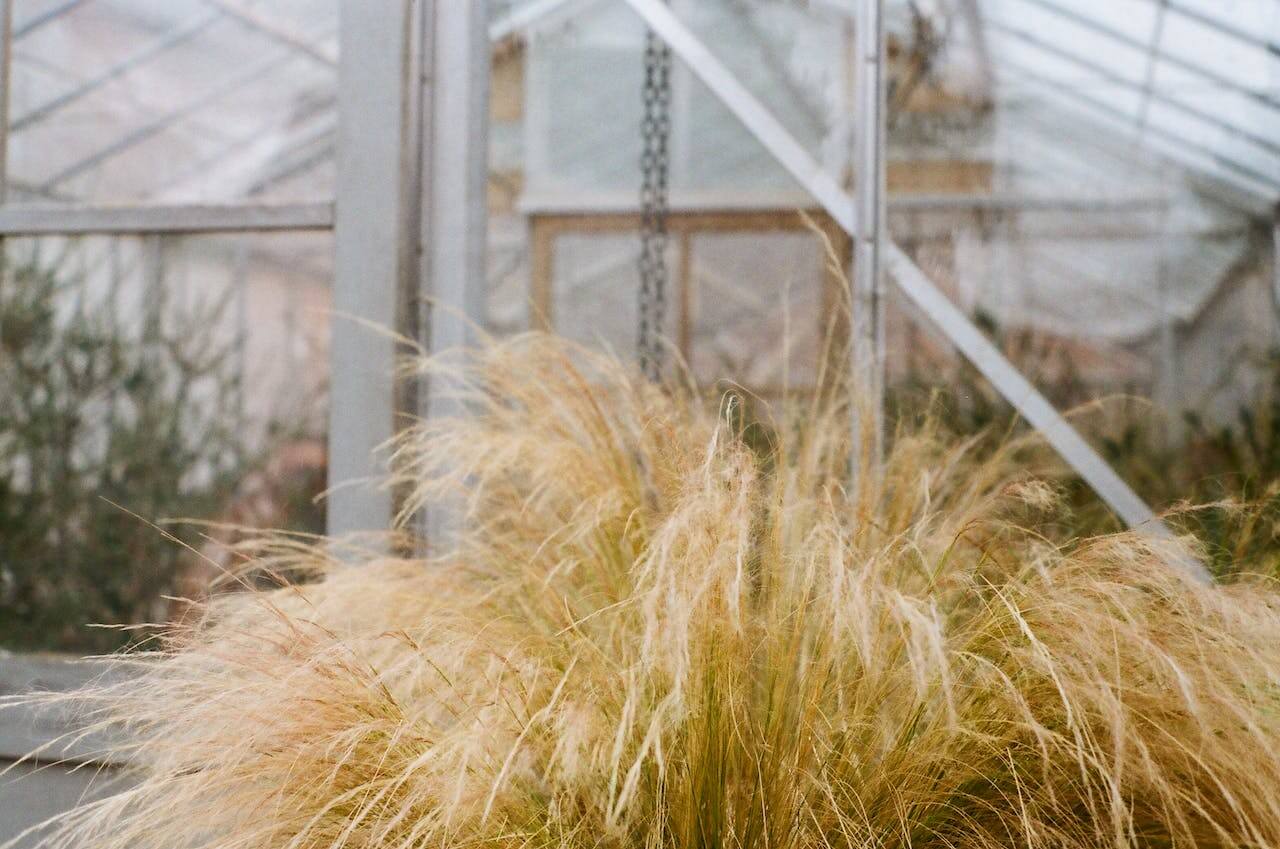 stipa tenuissima