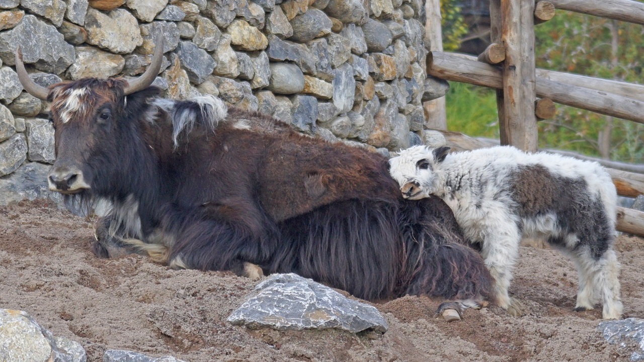 yak bovino tibetano