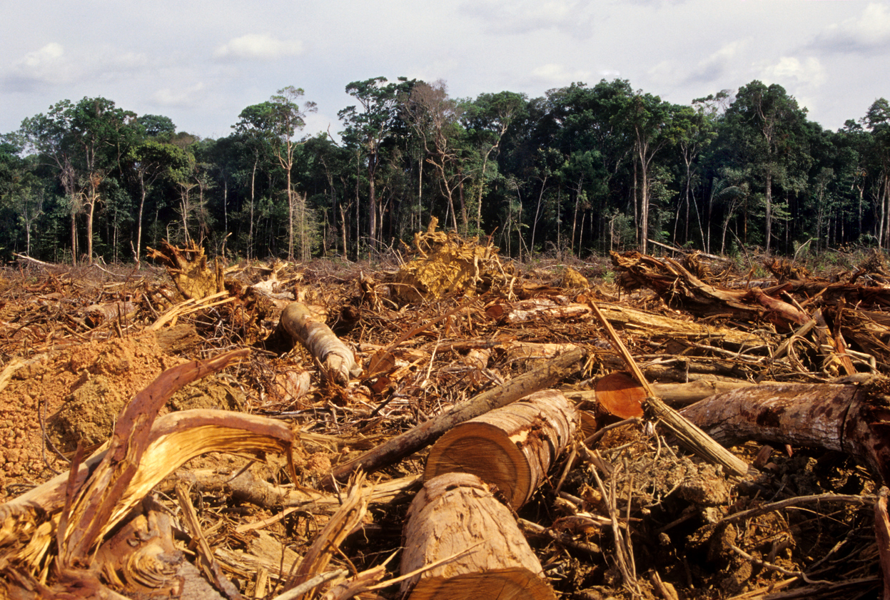 Come spiegare la deforestazione ai bambini