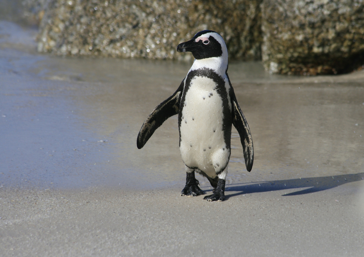 Specie migratorie a rischio