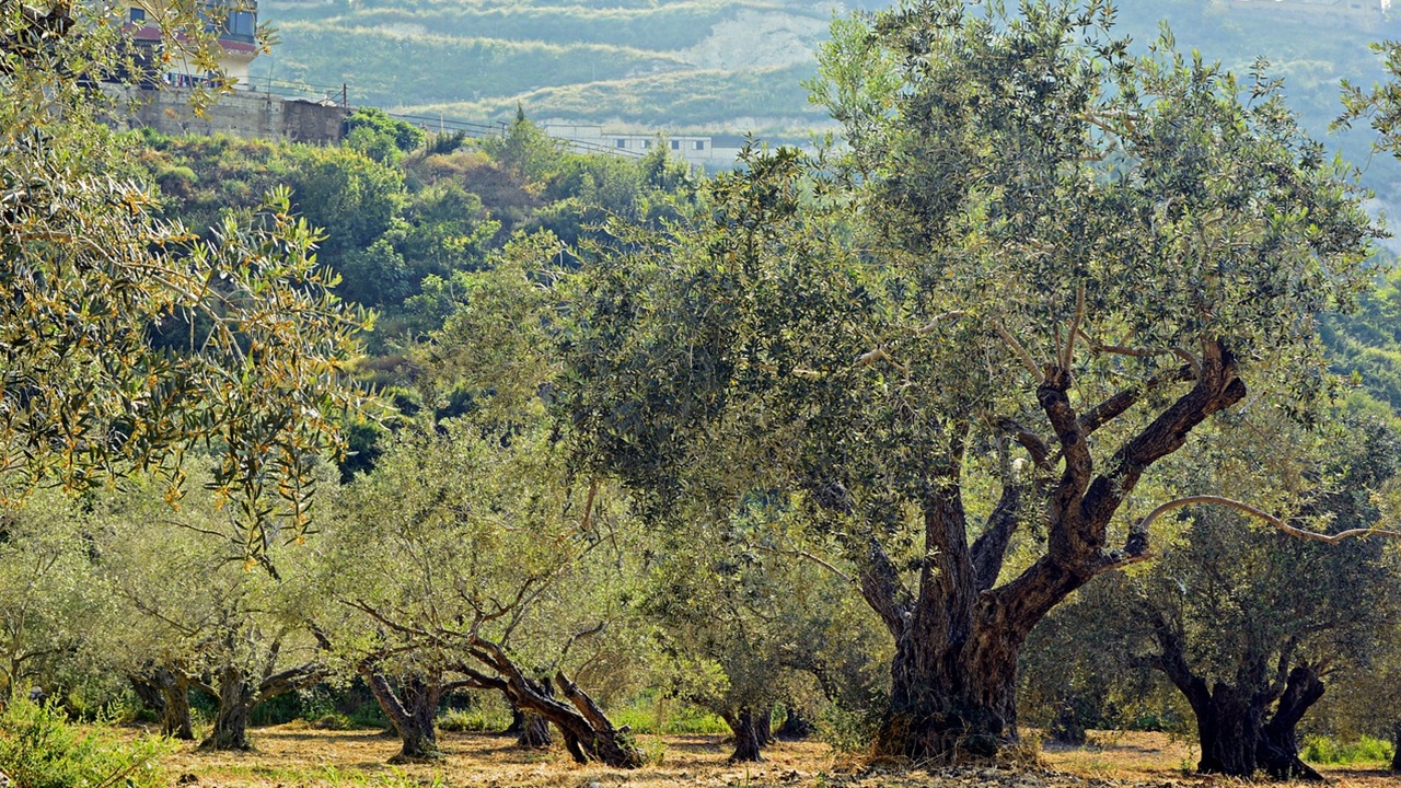 xylella fastidosa piante