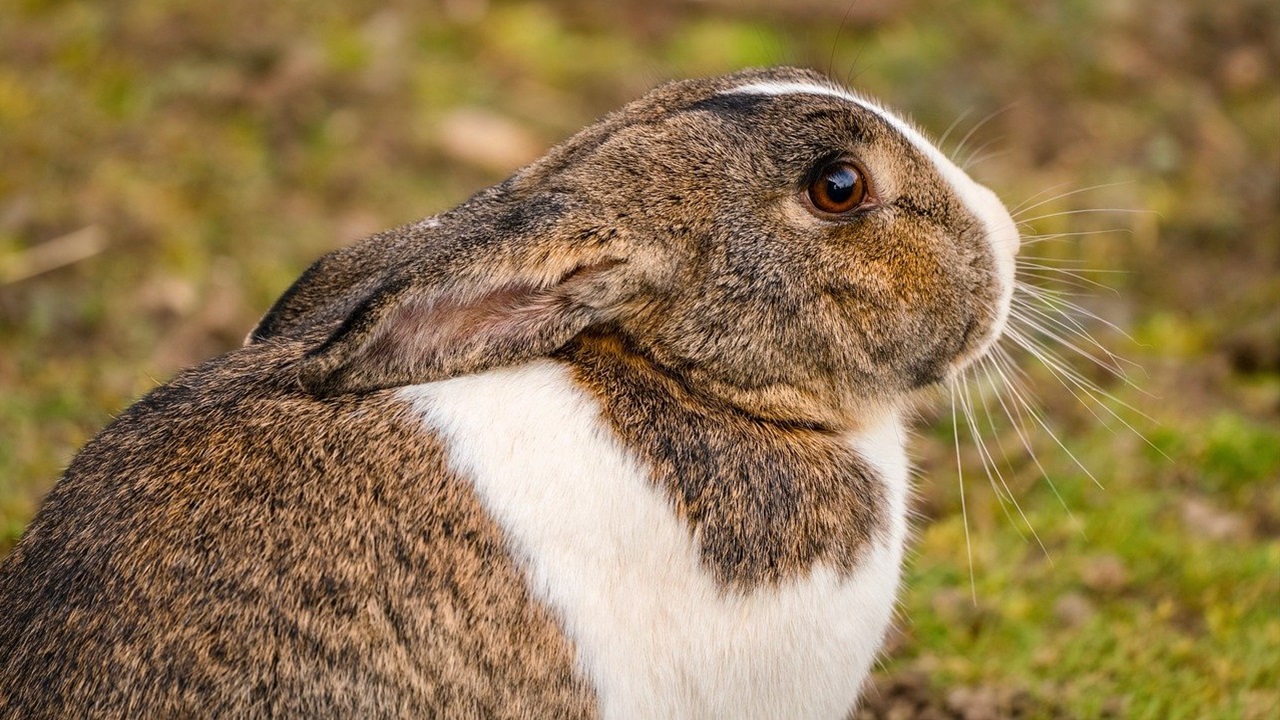 protezione animali utilizzati fini scientifici legge, coniglio