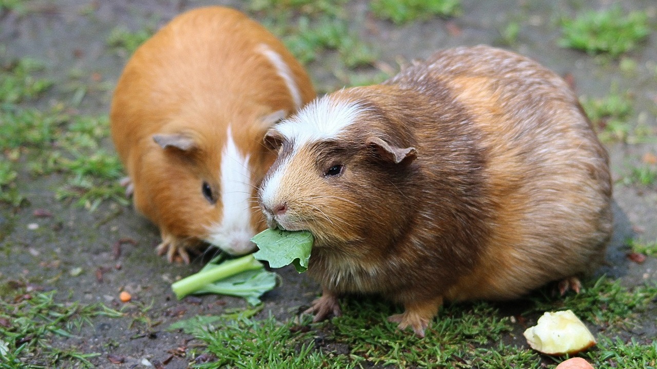 sperimentazione animali fini cosmetici vietata, cavi peruviane