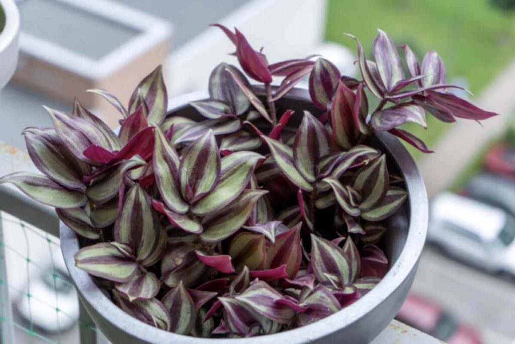 Non si tratta solo di una pianta ornamentale: la Tradescantia unisce estetica e funzionalità